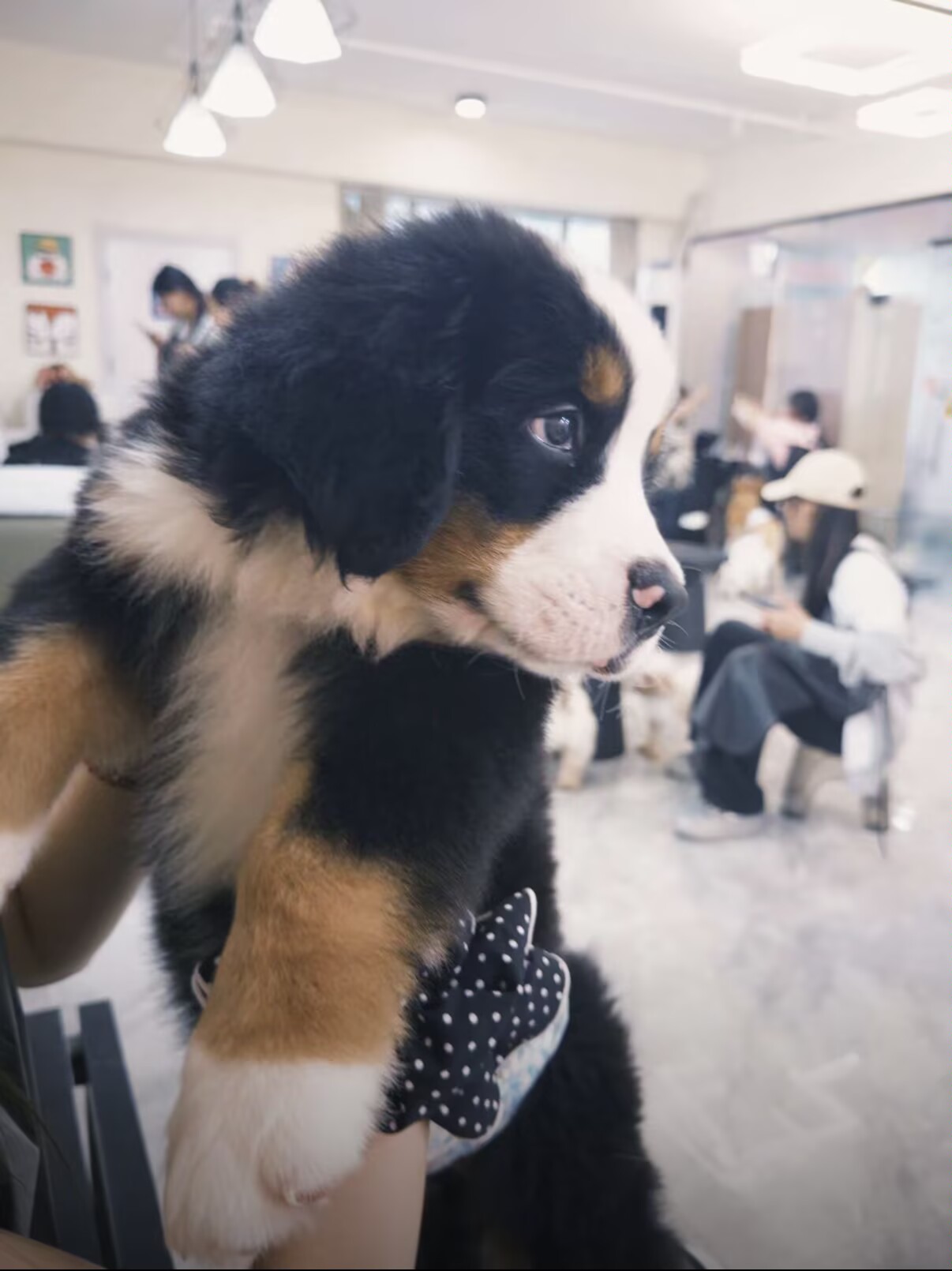 超大骨量伯恩山弟弟